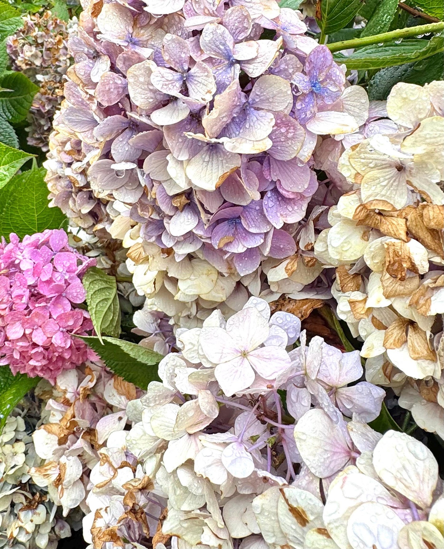 Hydrangea, Snowcone2 Pink Opal Ombré Necklace: 50 Shades of Hydrangea Series