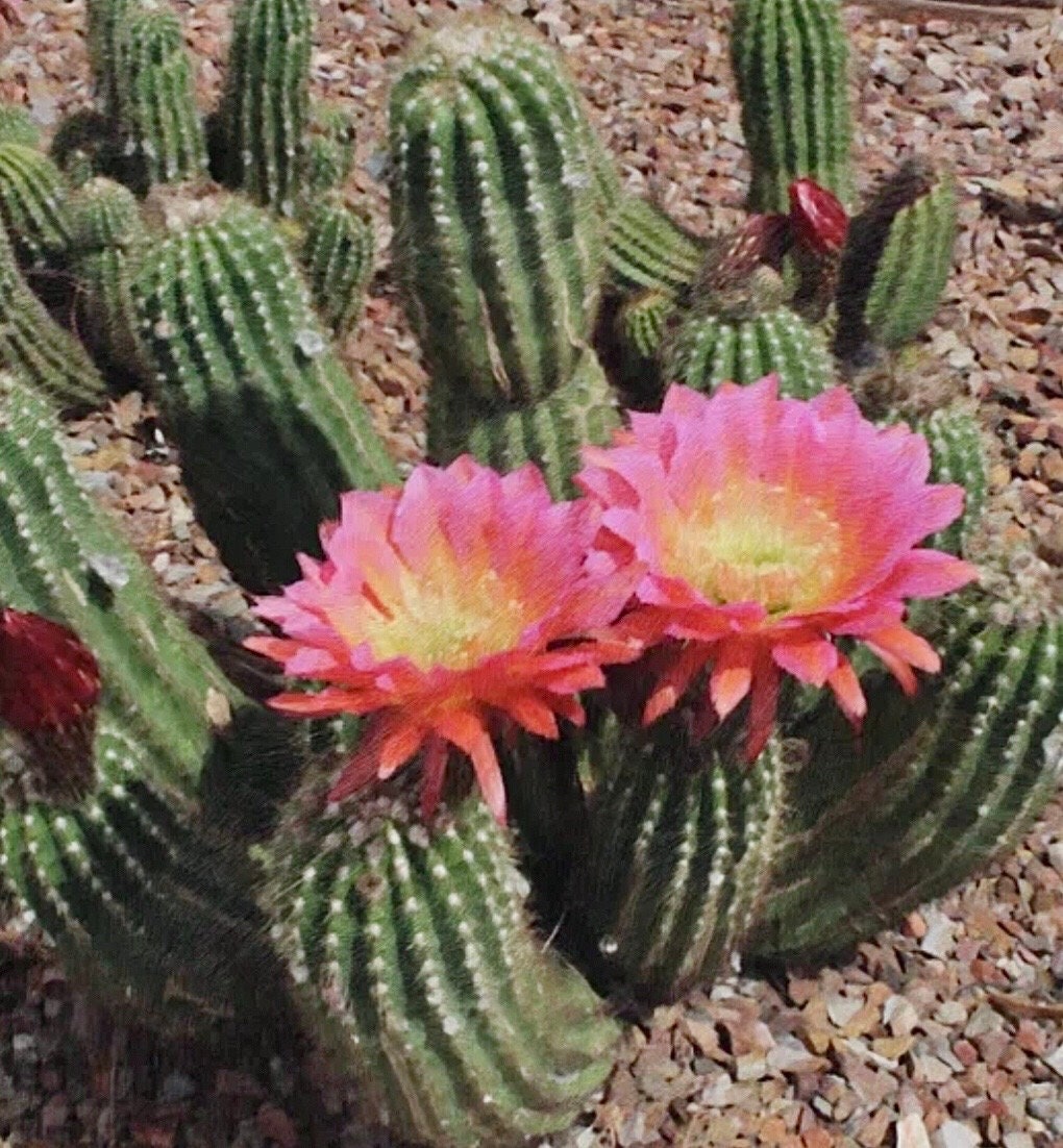 Cactus Blossom CB3-Fuchsia Cool Ombré Gemstone Necklace